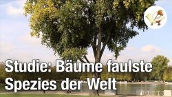 Studie entlarvt Bäume als faulste Spezies der Welt studie entlarvt baeume als fauls