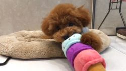 suesser hundewelpe beim spielen