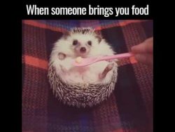 suesser igel isst einen wurm