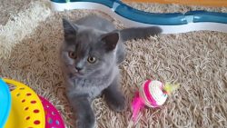 Süßes Kätzchen beim spielen suesses kaetzchen beim spielen