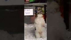 super ich wurde verkauft