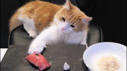sushi fuer katzen machen