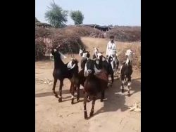 tanzende ziegen mit style zur te