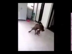 Tanzender Hund und Hard Rock Musik tanzender hund und hard rock mus