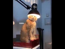 The Cat Ameno - Die heilige Katze the cat ameno die heilige katze