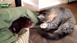 Tiere bei Ihren Pleiten, Pech und Pannen tiere bei ihren pleiten pech und