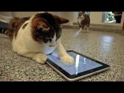 tiere spielen ipad