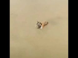 tiger und ente spielen fangen un