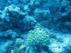 tintenfisch wechselt farbe in ir