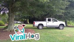 Truck fällt einen Baum truck faellt einen baum 1