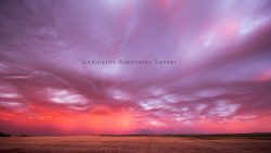 Undulatus Asperatus Sunset undulatus asperatus sunset