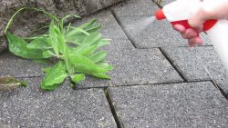 unkrautvernichter mit hausmittel