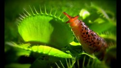 Venustigerfalle fängt eine Schnecke venustigerfalle faengt eine schn
