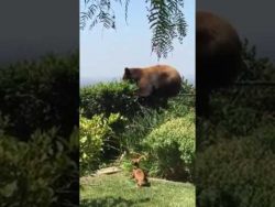 Verschwinde du Bär aus unserem Garten verschwinde du baer aus unserem