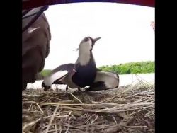 vogel beschuetzt seine eier vor