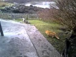 vogeljagd wird gestoert durch zw