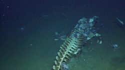 waalkadaver von aasfressern aufg