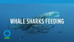 Wal klaut Fisch aus Fischernetz wal klaut fisch aus fischernetz