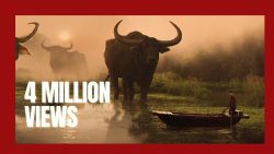 Was für ein großer Büffel was fuer ein grosser bueffel