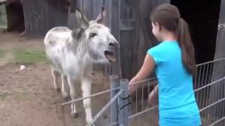 was fuer eine tierische freundsc