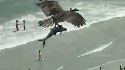 was tiere so denken 135 sprechen