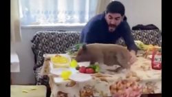 was tiere so denken 136 lustige