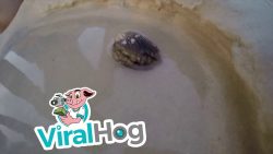 Was versteckt sich nur in dieser Muschel? was versteckt sich nur in dieser