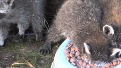 waschbaer versinkt in seinem ess