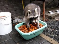 waschbaer waescht all sein essen