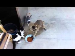 waschbaer will essen klauen