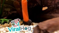 wasserschnecken spielen mit moeh