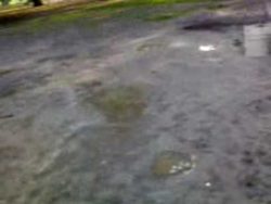 welcher hund hat denn nun das lo