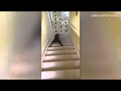 wenn bello nicht laufen moechte