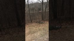 wenn deine hunde am weihnachtsba