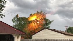 wenn der baum in der stromleitun