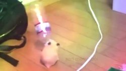 wenn der hamster party macht