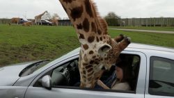 Wenn die Giraffe ins Auto schaut mache nicht das Fenster zu wenn die giraffe ins auto schaut