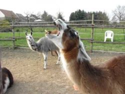 wenn ein lama gaehnt