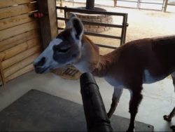 wenn es dem lama zu warm wird