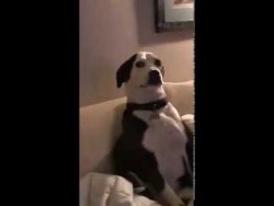 Wenn Frauchen Computer Spiele spielt wenn frauchen computer spiele sp