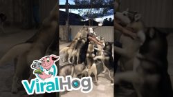 wenn herrchen nach hause kommt