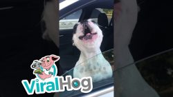 wenn hunde opern singen