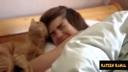 wenn katzen einen fruehs aus dem