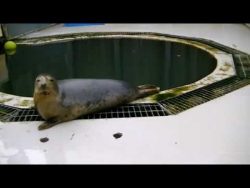 wenn robben singen lernen