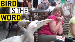 Wenn Tiere aufdringlich werden wenn tiere aufdringlich werden