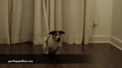 Wenn Tiere einen Burnout machen wenn tiere einen burnout machen