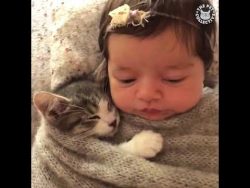 wenn tiere schmusen und kuscheln