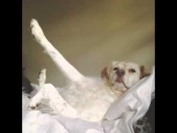 wer ist der beste hund der welt