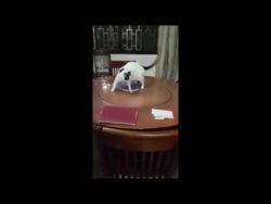 wie kann man eine katze sport ma