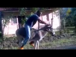 wie starte ich einen esel